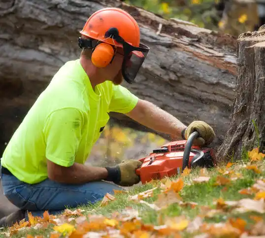 tree services Brook Park